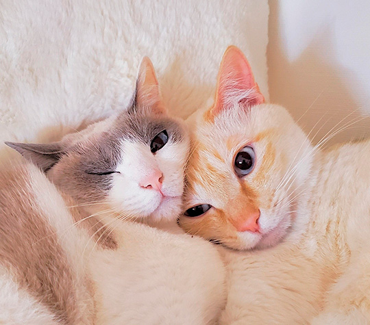 忍者猫チャコたん＆すず香さん