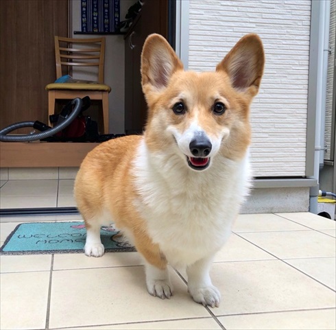 シャツを運ぶコーギーちゃん