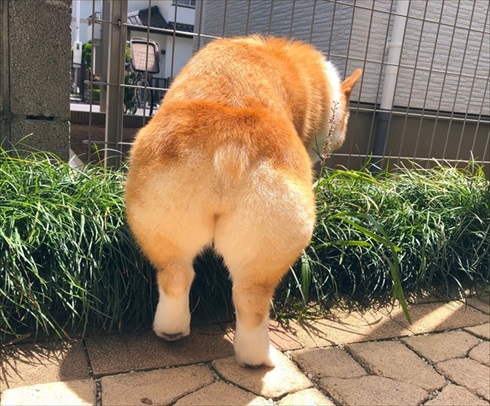 シャツを運ぶコーギーちゃん