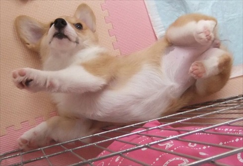 シャツを運ぶコーギーちゃん