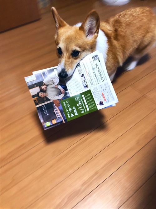 シャツを運ぶコーギーちゃん