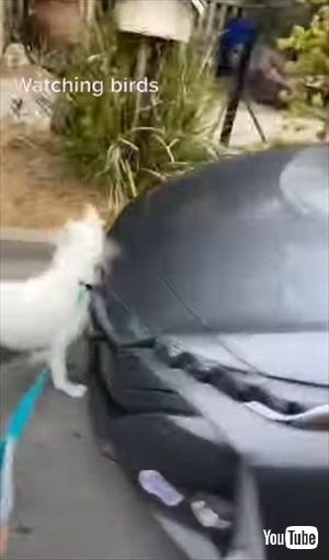 犬も歩けば車に当たる