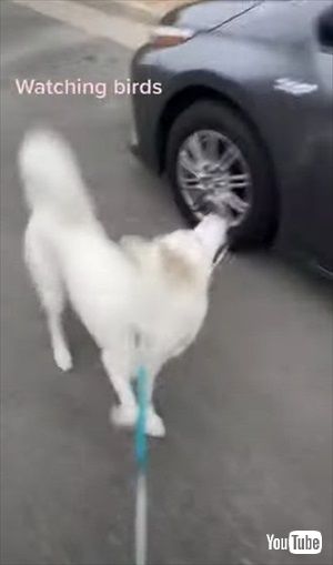 犬も歩けば車に当たる