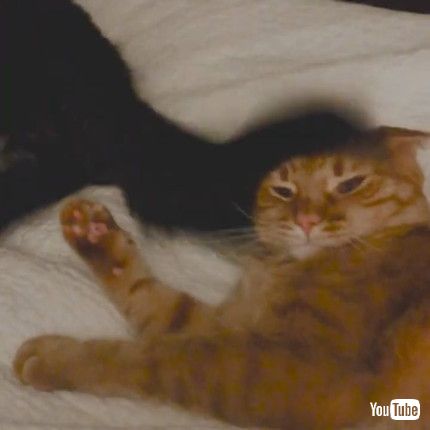 「Cat Tries Not To Be Bothered By Dog Hitting Their Face With Tail - 1214678」