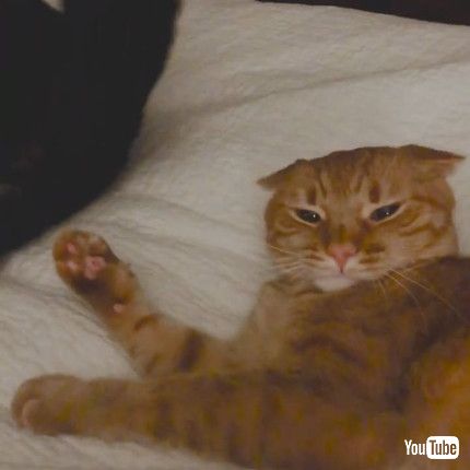 「Cat Tries Not To Be Bothered By Dog Hitting Their Face With Tail - 1214678」