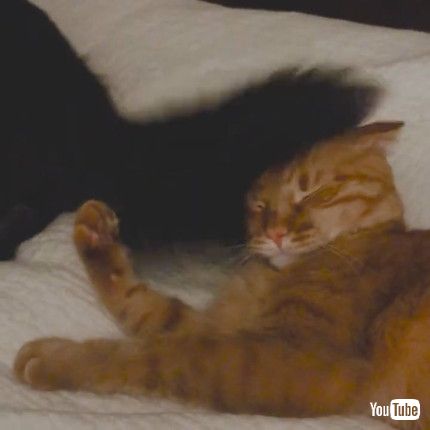 「Cat Tries Not To Be Bothered By Dog Hitting Their Face With Tail - 1214678」
