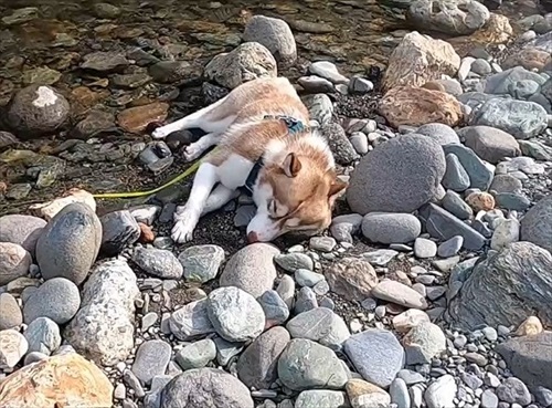 打ち上げられたようなハスキー