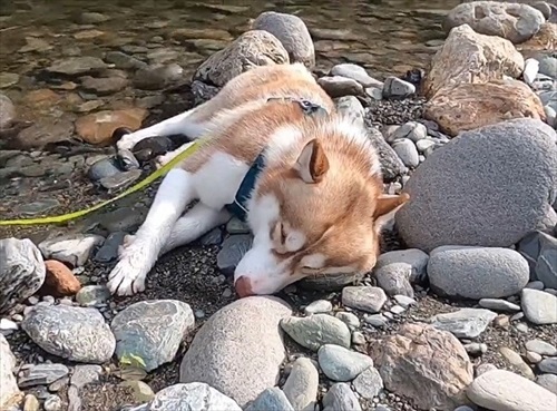 打ち上げられたようなハスキー