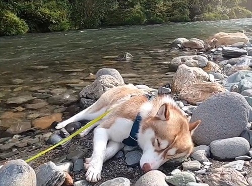 打ち上げられたようなハスキー