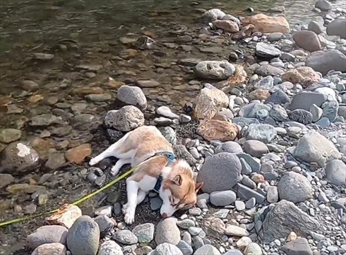 打ち上げられたようなハスキー