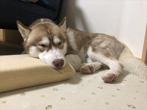 打ち上げられたようなハスキー