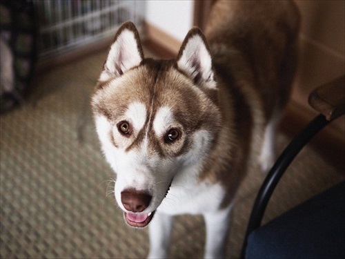 打ち上げられたようなハスキー