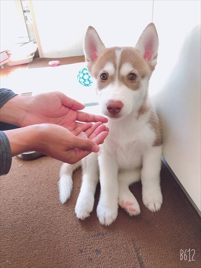 打ち上げられたようなハスキー