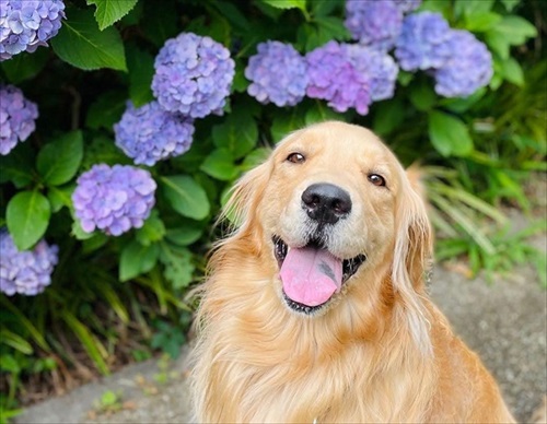 ワンちゃんを触りたいとお願いされた話