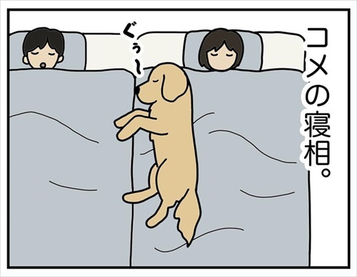 ワンちゃんを触りたいとお願いされた話