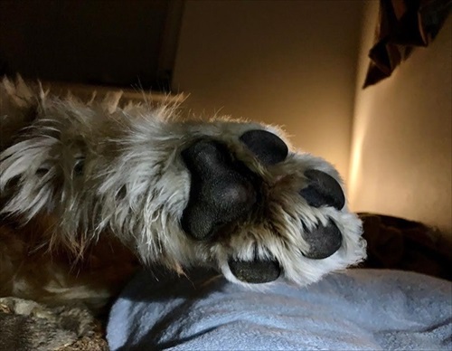 ワンちゃんを触りたいとお願いされた話