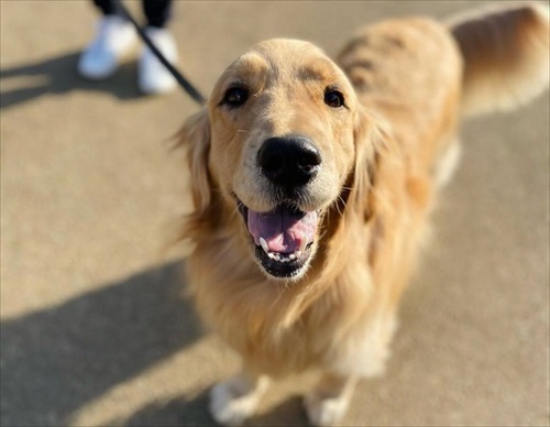 ワンちゃんを触りたいとお願いされた話