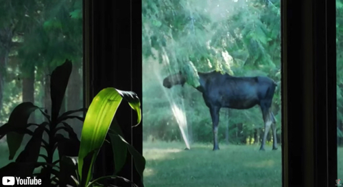 神々しいヘラジカ