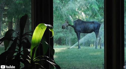 神々しいヘラジカ