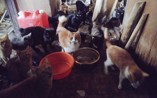 多頭飼育崩壊現場