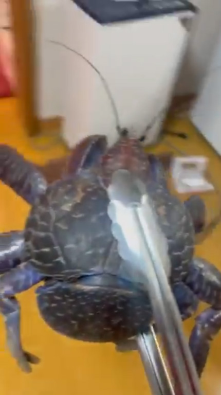 トングとヤシガニ