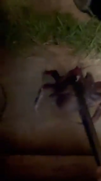 ヤシガニを外に