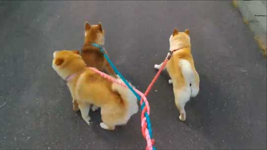 柴犬 親子 散歩 リード 産業革命