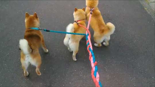 柴犬 親子 散歩 リード 産業革命