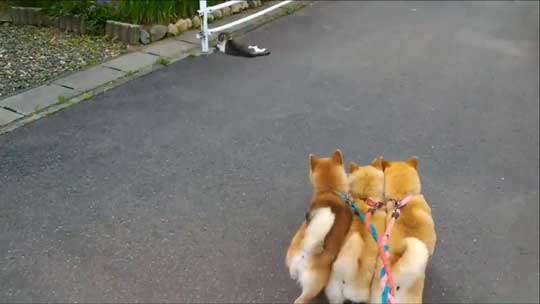 柴犬 親子 散歩 リード 産業革命