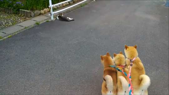 柴犬 親子 散歩 リード 産業革命