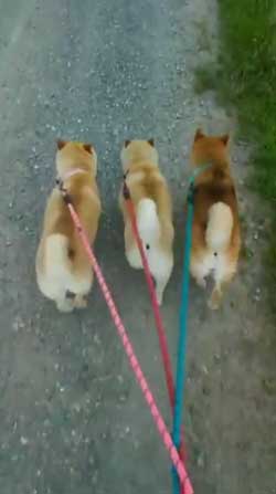 柴犬 親子 散歩 リード 産業革命