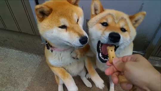 柴犬 親子 散歩 リード 産業革命