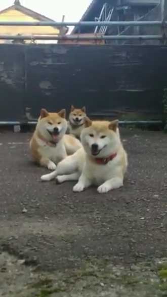 柴犬 親子 散歩 リード 産業革命