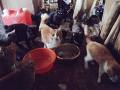 家主の死、飼い主の入院、金銭問題――猫65匹の「多頭飼育崩壊」はなぜ起きたのか　レスキューに立ち会ったボランティア団体が明かす“凄惨な現場”