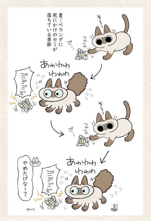 セミファイナル シャム猫 あずきさん 保護猫 漫画