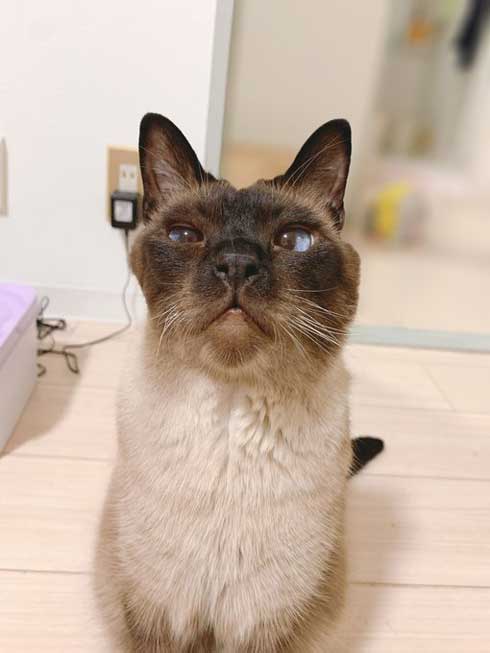 セミファイナル シャム猫 あずきさん 保護猫 漫画