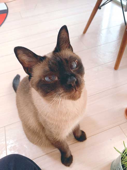 セミファイナル シャム猫 あずきさん 保護猫 漫画