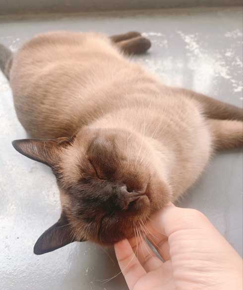 セミファイナル シャム猫 あずきさん 保護猫 漫画