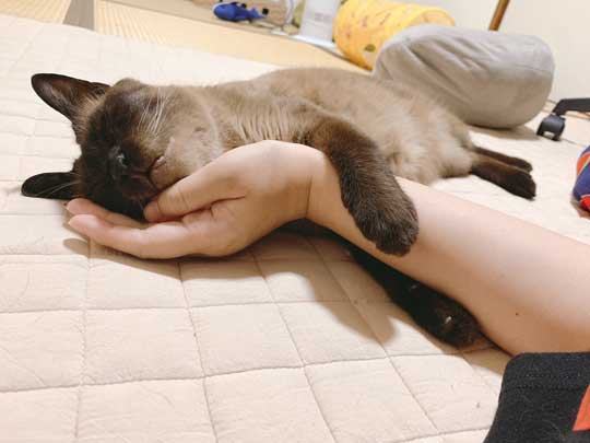 セミファイナル シャム猫 あずきさん 保護猫 漫画