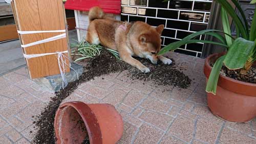 柴犬 植木鉢 ひっくり返した 隠す