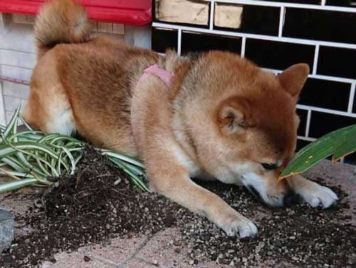 柴犬 植木鉢 ひっくり返した 隠す