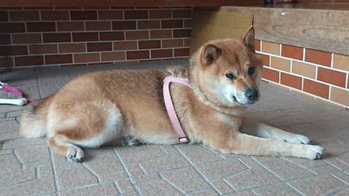 柴犬 植木鉢 ひっくり返した 隠す
