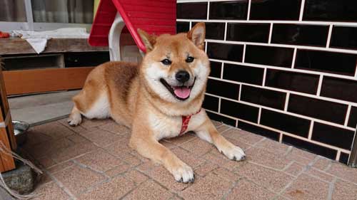 柴犬 植木鉢 ひっくり返した 隠す
