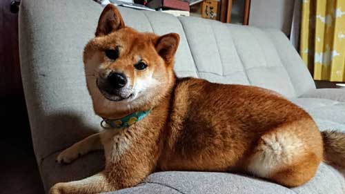 柴犬 植木鉢 ひっくり返した 隠す