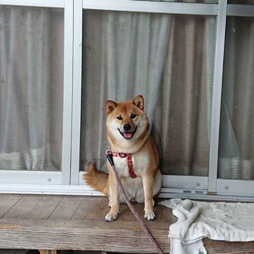 柴犬 植木鉢 ひっくり返した 隠す
