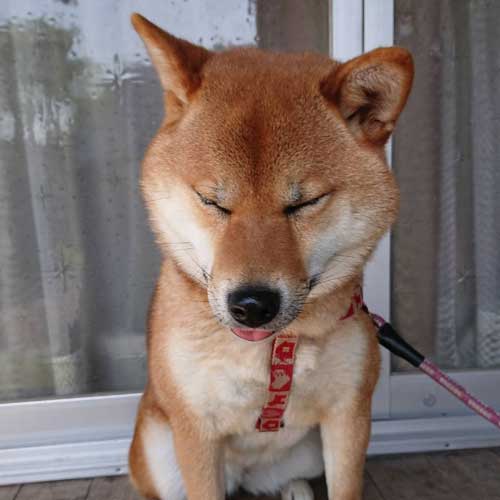 柴犬 植木鉢 ひっくり返した 隠す