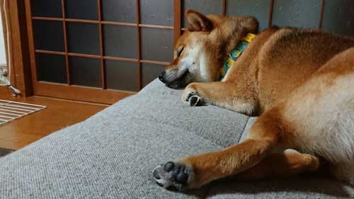 柴犬 植木鉢 ひっくり返した 隠す