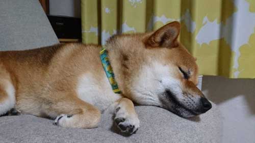 柴犬 植木鉢 ひっくり返した 隠す