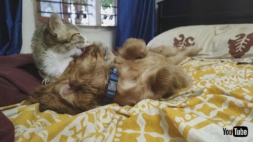 「Caring Kitten Grooms Lazy Puppy Pal || ViralHog」