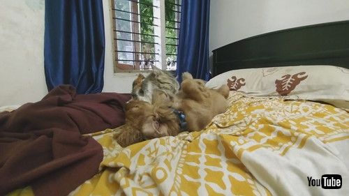 「Caring Kitten Grooms Lazy Puppy Pal || ViralHog」